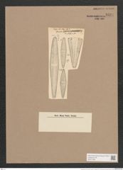 Gomphonema sp. (de-Toni-Nr.: Genus 37, Species 1758 ?) Zeichnungen Sammlung Grunow Nr. 3534 (NHMW-BOT-W0371098)